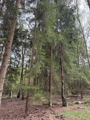 Prodej lesa, Bednáreček, 19864 m2