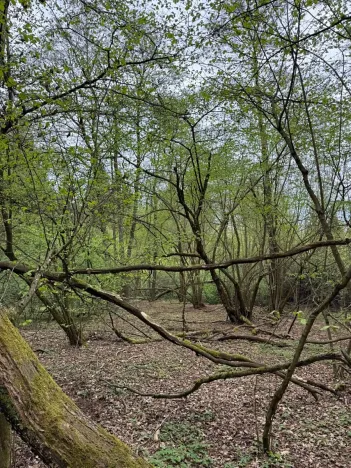 Prodej lesa, Bednáreček, 19864 m2