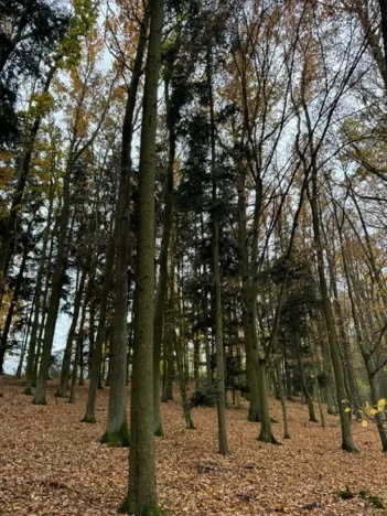 Prodej podílu lesa, Dolní Lukavice, 7998 m2