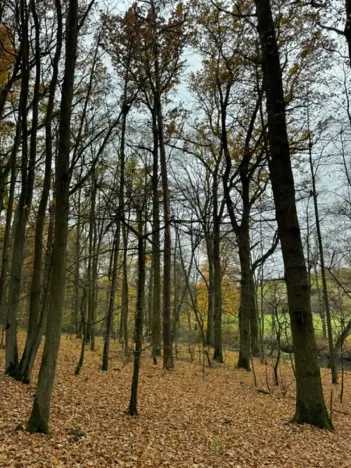 Prodej podílu lesa, Dolní Lukavice, 7998 m2