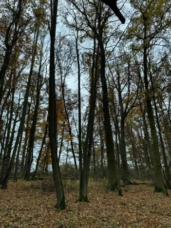 Prodej podílu lesa, Dolní Lukavice, 7998 m2