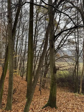 Prodej podílu lesa, Heřmánky, 845 m2