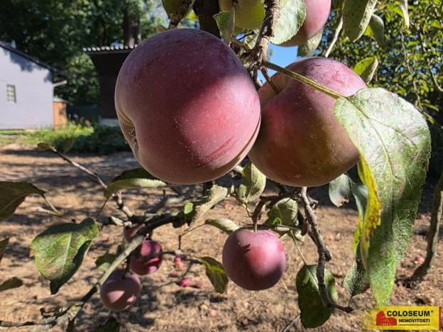 Prodej zahrady, Veselí nad Moravou, 393 m2