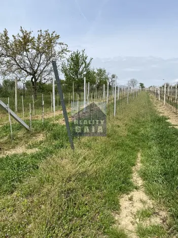 Prodej vinného sklepa, Vlkoš, 50 m2