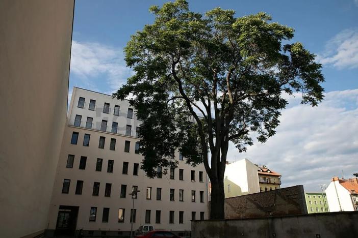 Prodej bytu 1+kk, Brno, Bratislavská, 32 m2