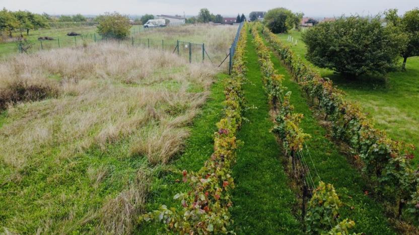 Prodej sadu/vinice, Týnec, 1237 m2