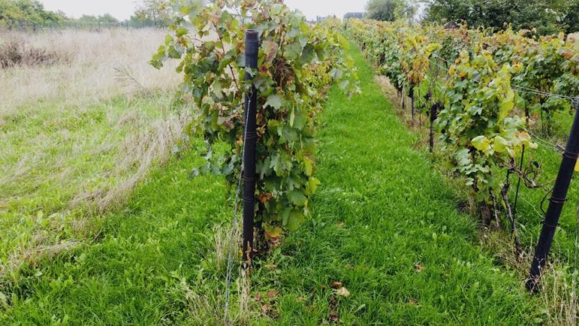 Prodej sadu/vinice, Týnec, 1237 m2