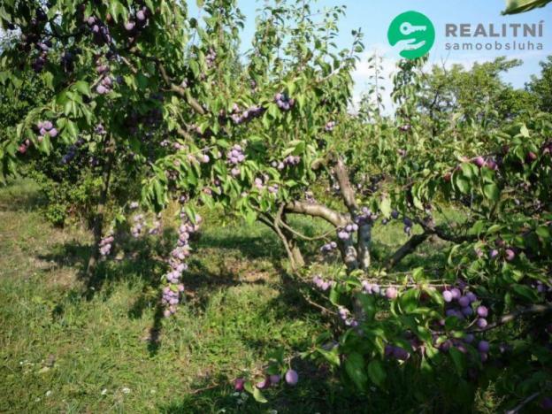 Prodej zahrady, Čejč, U Šlechtitelky, 608 m2