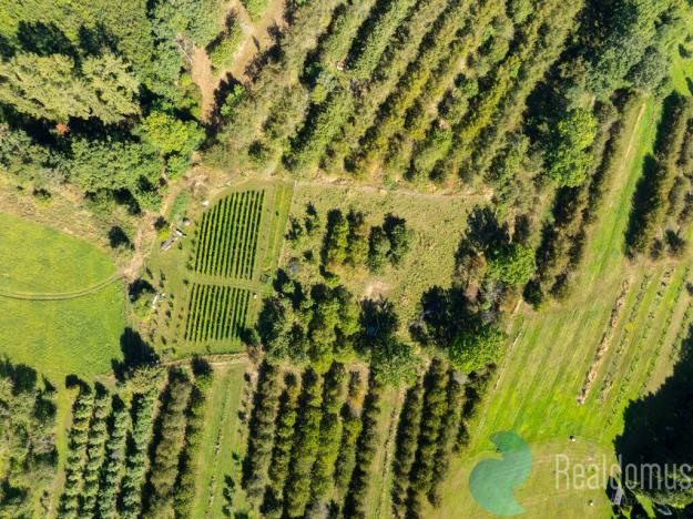 Prodej zemědělské usedlosti, Lhenice - Hrbov, 170 m2
