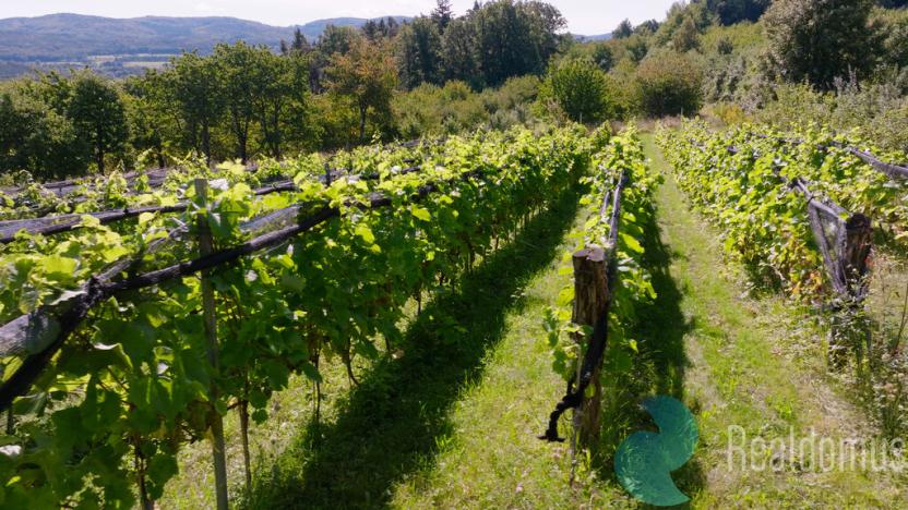 Prodej sadu/vinice, Lhenice, 7971 m2