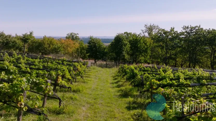 Prodej sadu/vinice, Lhenice, 3239 m2