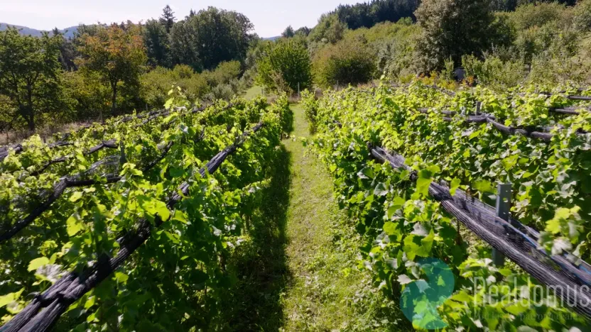 Prodej sadu/vinice, Lhenice, 3239 m2