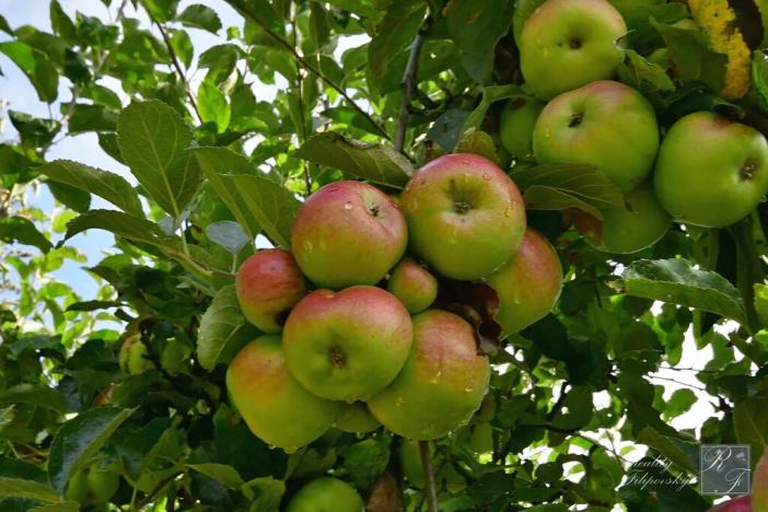 Prodej chaty, Chlumec, 20 m2