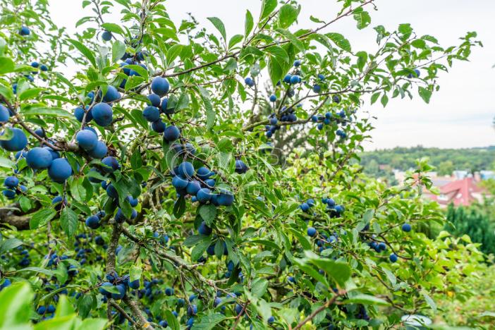 Prodej rodinného domu, Libčice nad Vltavou, Holubická, 56 m2