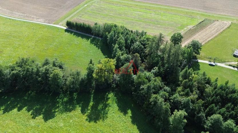 Prodej lesa, Jeřišno, 2804 m2