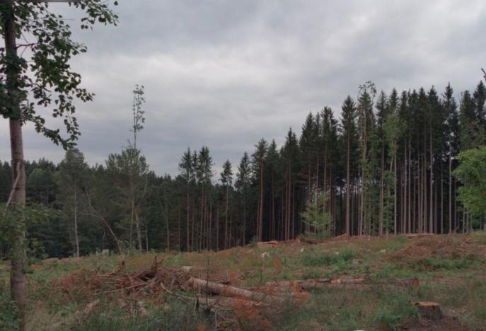 Prodej lesa, Vlčeves, 250236 m2