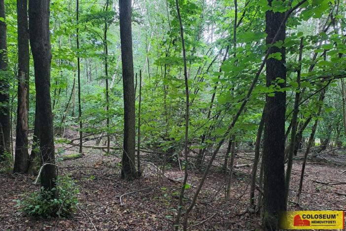 Prodej lesa, Dalečín - Hluboké, 20371 m2