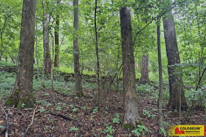 Prodej lesa, Dalečín - Hluboké, 20371 m2