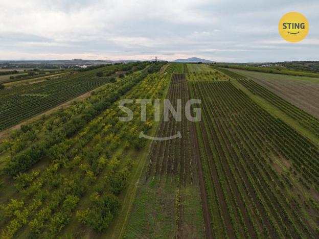 Prodej sadu/vinice, Velké Pavlovice, 5412 m2