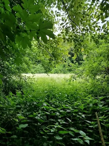 Prodej louky, Kolín, 2633 m2