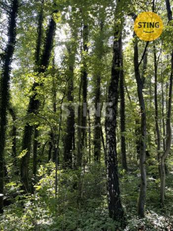 Prodej lesa, Hnojník, 9789 m2