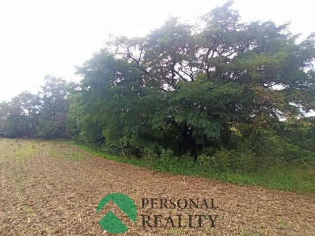 Prodej lesa, Krchleby, 6771 m2