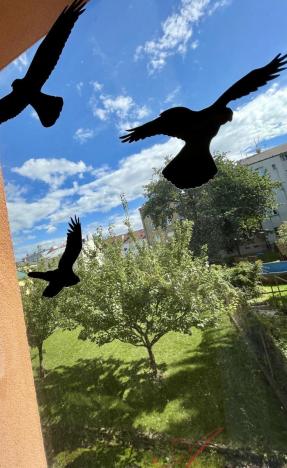 Prodej vícegeneračního domu, Ostrava - Mariánské Hory, Štítného, 321 m2