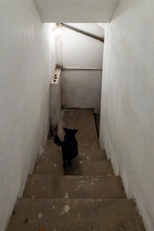 Prodej rodinného domu, Pchery - Humny, Husova, 180 m2