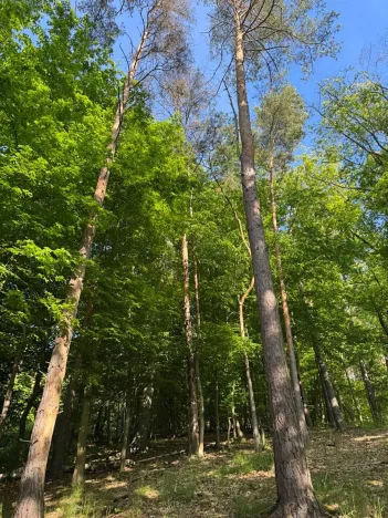 Prodej podílu lesa, Hudlice, 5790 m2