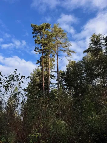 Prodej lesa, Ločenice, 7181 m2