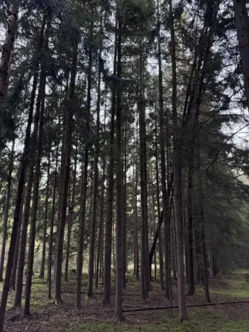 Prodej lesa, Ločenice, 5657 m2