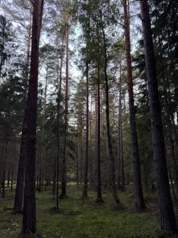 Prodej lesa, Ločenice, 5657 m2