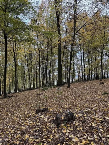 Prodej podílu lesa, Netvořice, 4154 m2