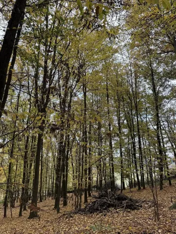 Prodej podílu lesa, Netvořice, 4154 m2