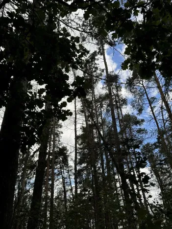 Prodej podílu lesa, Herálec, 1094 m2