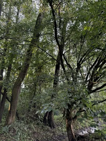 Prodej podílu pozemku, Bohuslavice, 2784 m2