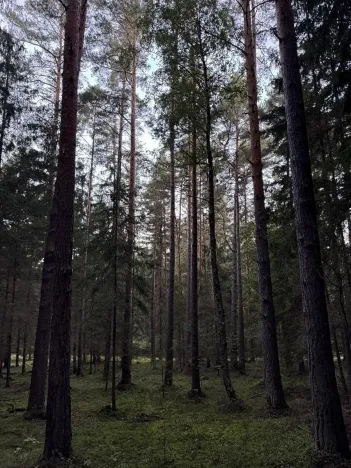 Prodej lesa, Ločenice, 8295 m2