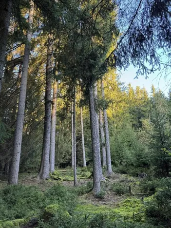 Prodej lesa, Ločenice, 8295 m2