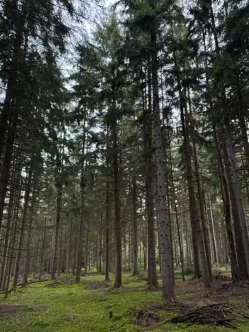 Prodej lesa, Ločenice, 4141 m2
