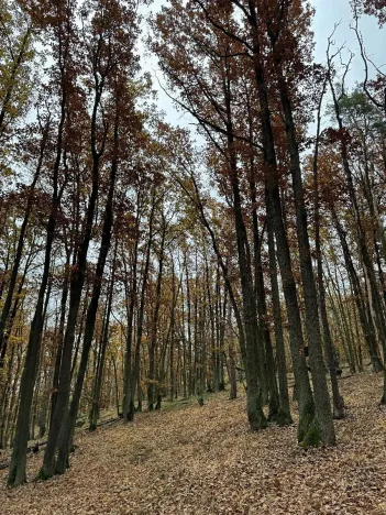 Prodej podílu pozemku, Dolní Lukavice, 43384 m2