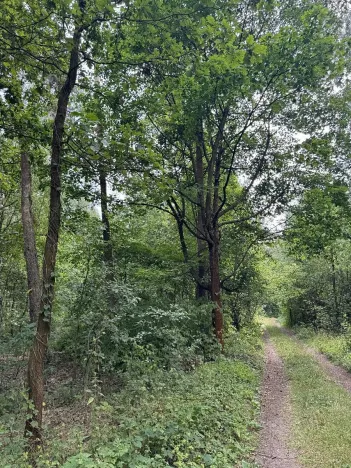 Prodej podílu lesa, Břehy, 7377 m2