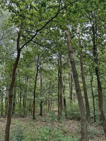 Prodej podílu lesa, Břehy, 7377 m2