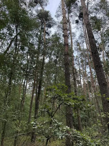 Prodej podílu lesa, Břehy, 7377 m2