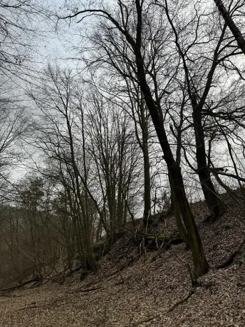 Prodej podílu lesa, Luka, 3584 m2