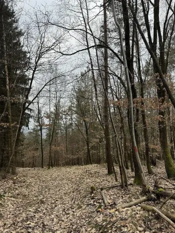 Prodej podílu lesa, Luka, 3584 m2