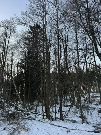 Prodej podílu lesa, Smilovy Hory, 938 m2