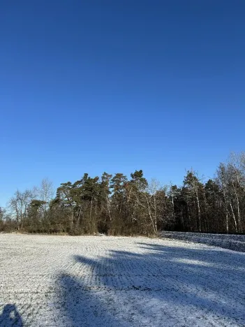 Prodej lesa, Sedlec, 1646 m2