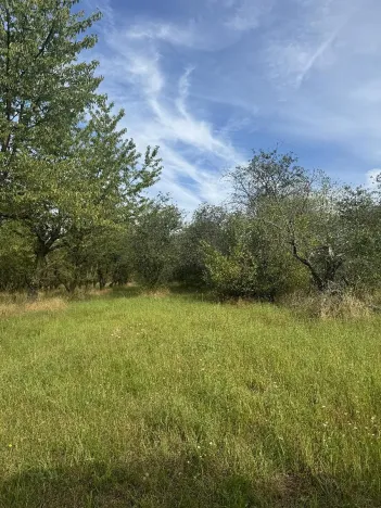 Prodej lesa, Loučky, 4938 m2