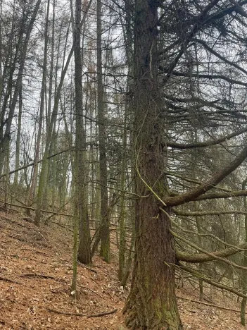 Prodej lesa, Městečko Trnávka, 4106 m2