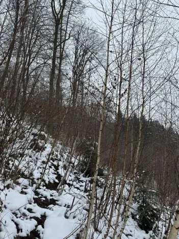 Prodej podílu lesa, Vysoká, 2782 m2